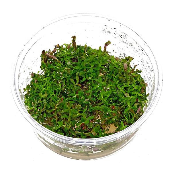 Rotala Colorata In Vitro Canlı Bitki