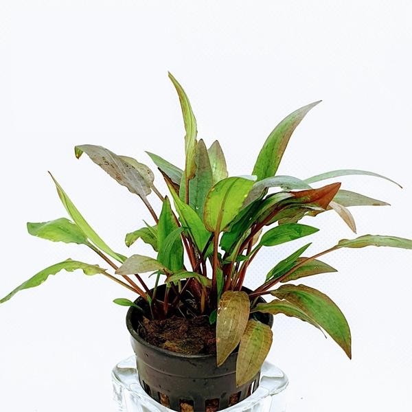 Cryptocoryne Affinis Red Saksı Canlı Bitki