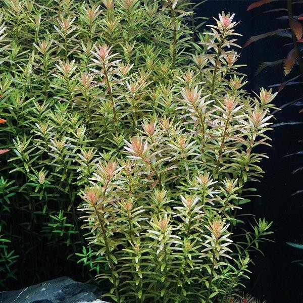 Rotala Rotundifolia Saksı Canlı Bitki