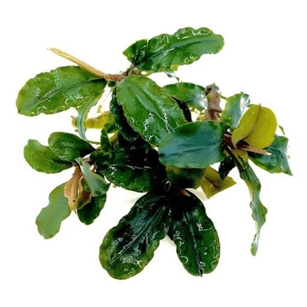 Bucephalandra Artemis Saksı Canlı Bitki