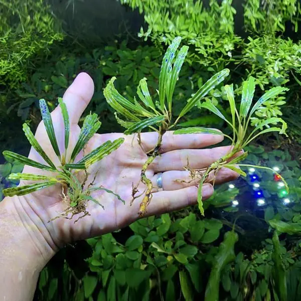 Bucephalandra Alligator Saksı Canlı Bitki