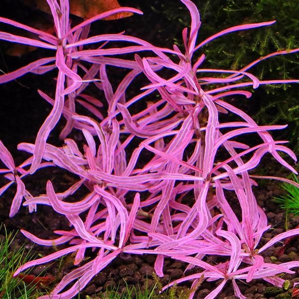 Hygrophila Lancea Araguaia Pink Lady Saksı Canlı Bitki