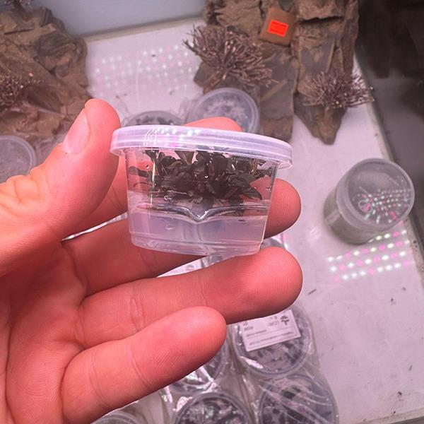 Bucephalandra Brownie Ghost Küçük In Vitro Canlı Bitki