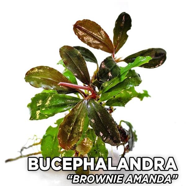 Bucephalandra Brownie Amanda Saksı Canlı Bitki