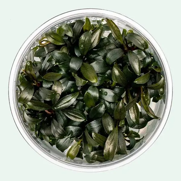 Bucephalandra Brownie Phoenix In Vitro Cup Canlı Bitki