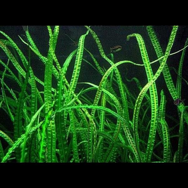 Cryptocoryne Crispatula Saksı Canlı Bitki