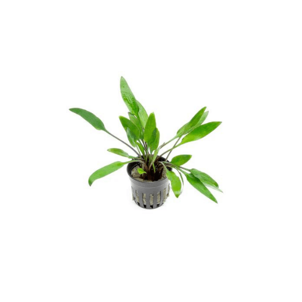 Cryptocoryne Lutea Saksı Canlı Bitki