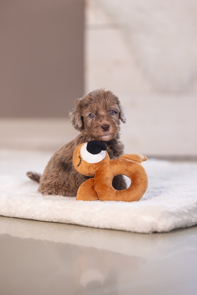 Beeztees Köpek Oyuncağı, Peluş, Kahverengi, 16x18x8,5cm