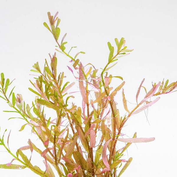 Rotala Manipurensis Saksı Canlı Bitki