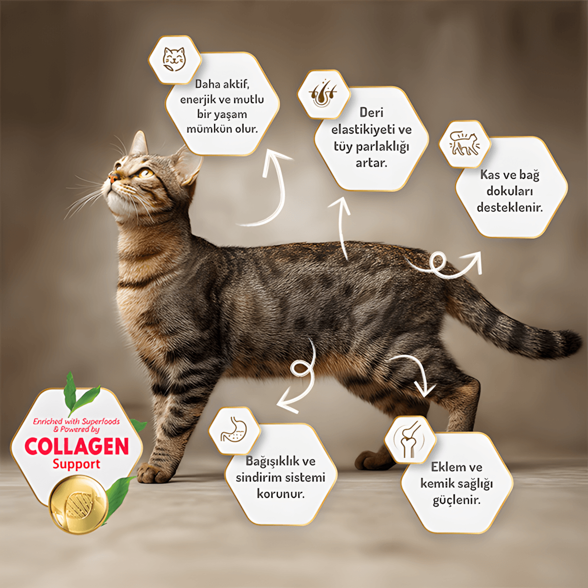 Felicia Az Tahıllı Tavuklu Hypoallergenic Kolajenli Yetişkin Kedi Maması 2Kg
