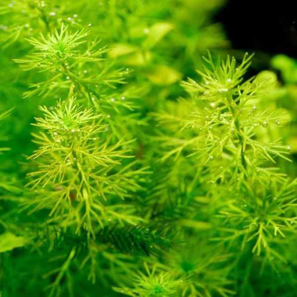 Myriophyllum Elatinoides Mini In Vitro Canlı Bitki