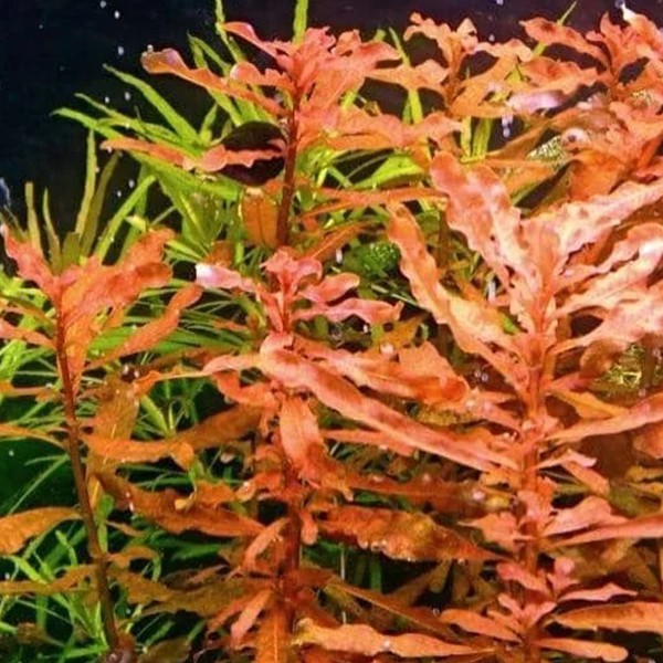 Ludwigia Inclinata Brown In Vitro Canlı Bitki