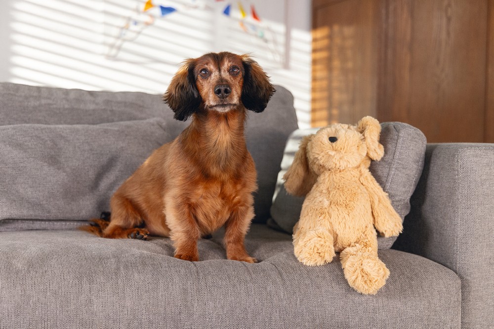 Beeztees Köpek Oyuncağı, Ayı, Peluş, Kahverengi, 41x15x13cm