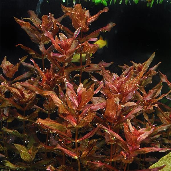 Rotala Macrandra Narrow Leaf In Vitro Canlı Bitki