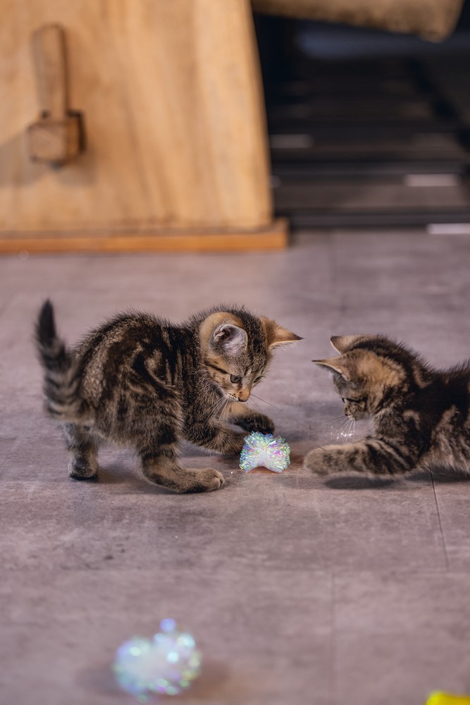 Beeztees Yavru Kedi Oyuncağı, Hışırtılı Top, 4 Adet, 5cm