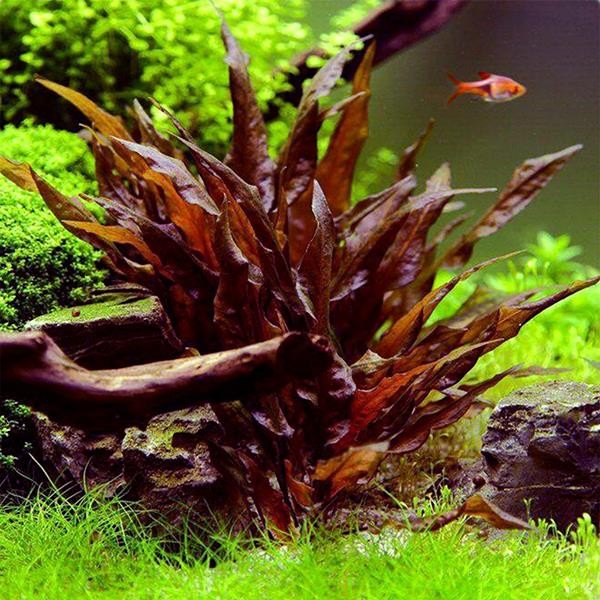 Cryptocoryne Undulatus Red In Vitro Canlı Bitki