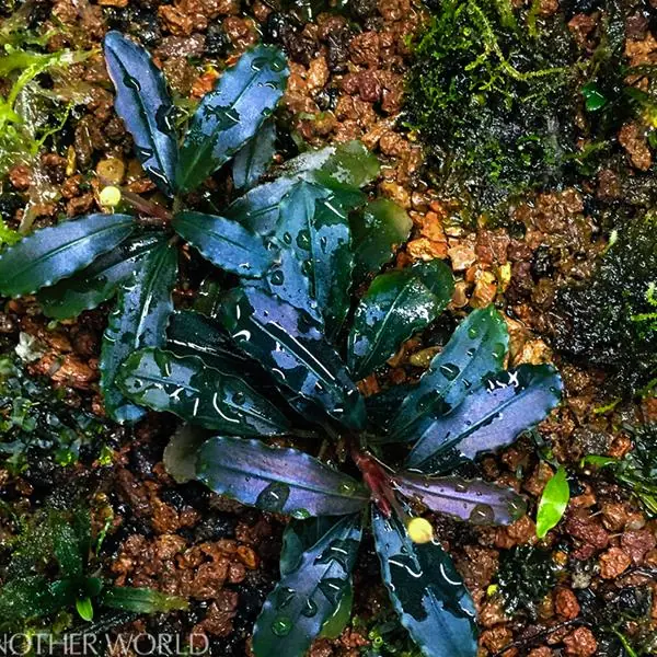 Bucephalandra Brownie Ghost Küçük In Vitro Canlı Bitki