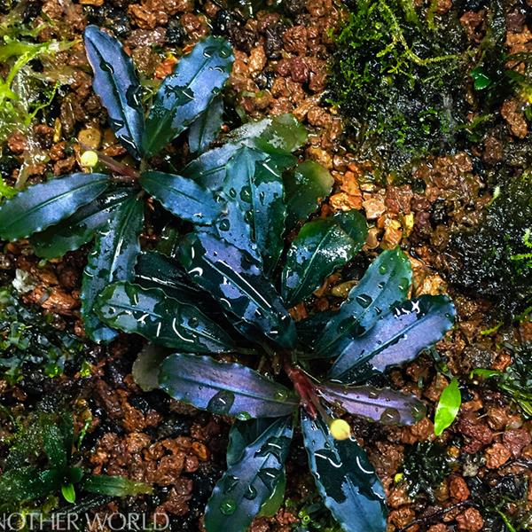 Bucephalandra Brownie Ghost Küçük In Vitro Canlı Bitki