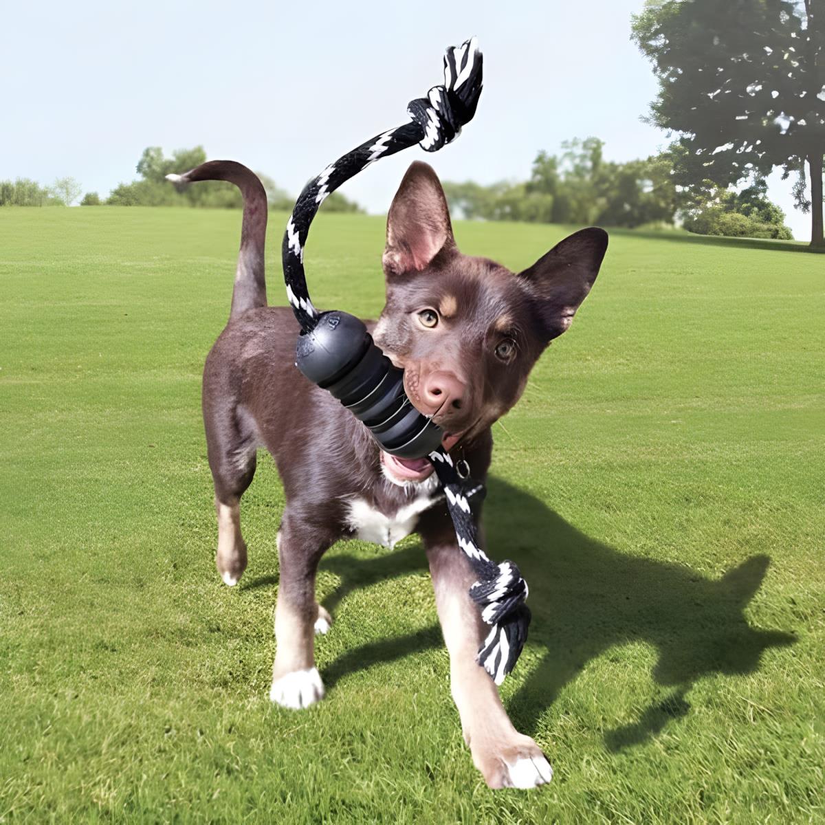 Kong Extreme Dental Diş Temizliği için İp Sallantılı Ultra Sert Köpek Oyuncağı M