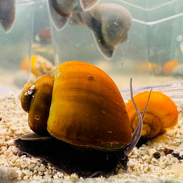 Brown Mystery Snail Kahverengi Elma Salyangozu 2 Adet