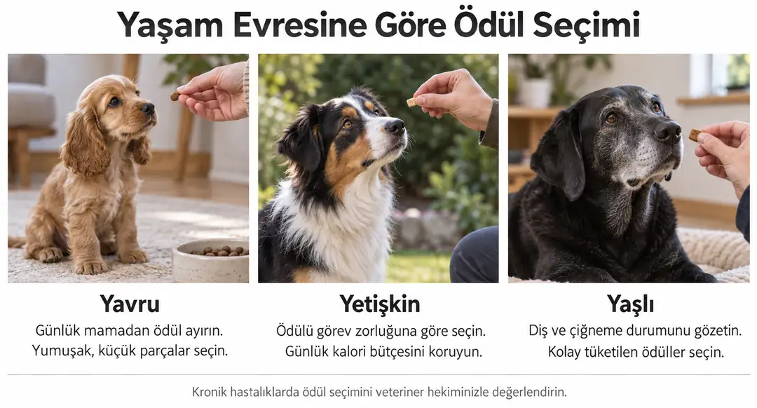 Kronik hastalığı olan köpeklerde ödül seçimi veteriner hekimle değerlendirilmelidir