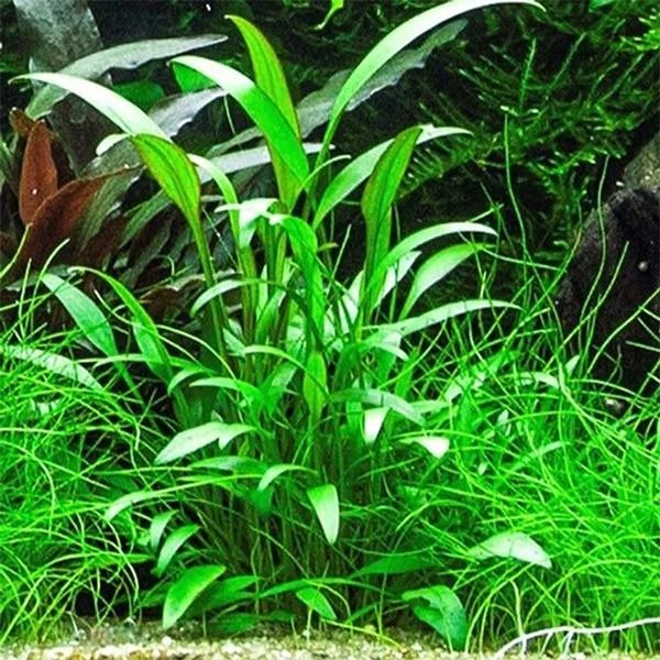 Cryptocoryne Willisii Saksı Canlı Bitki