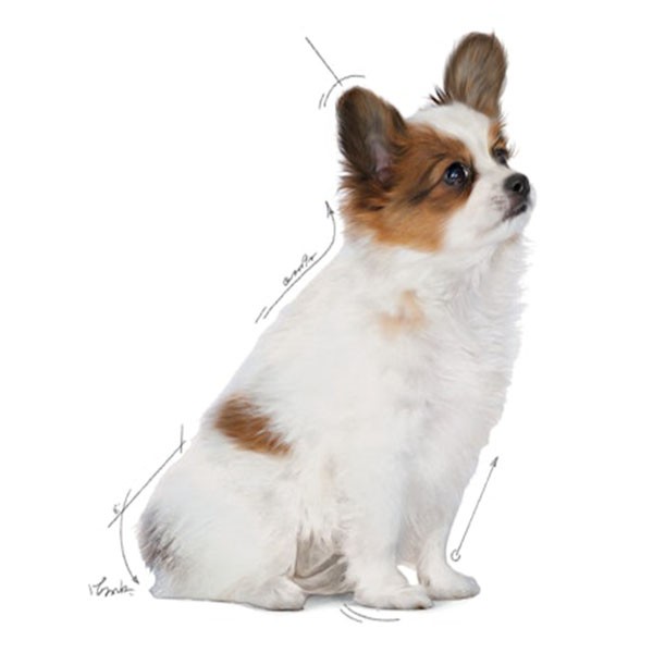 Royal Canin XSmall Puppy Yavru Köpek Maması 3 Kg