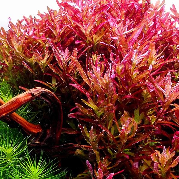 Rotala Blood Red In Vitro Canlı Bitki