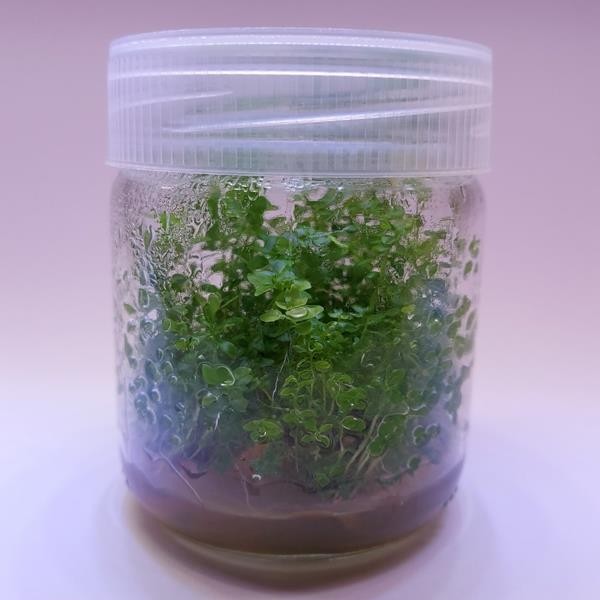 Ludwigia Green In Vitro Canlı Bitki