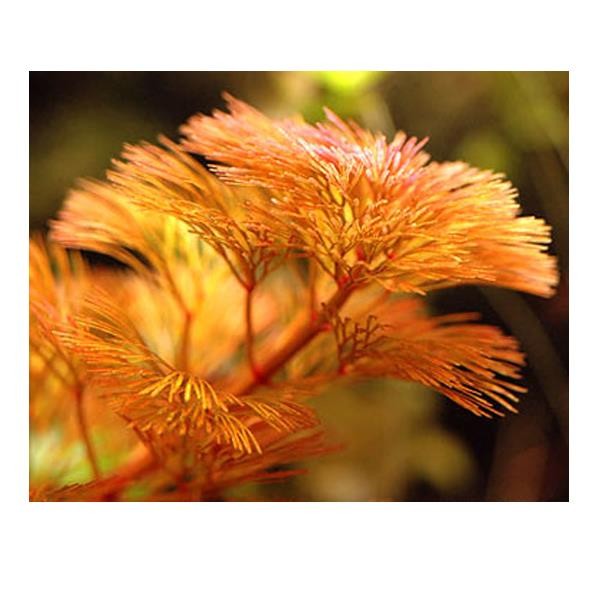 Kırmızı Cabomba Saksı Canlı Bitki