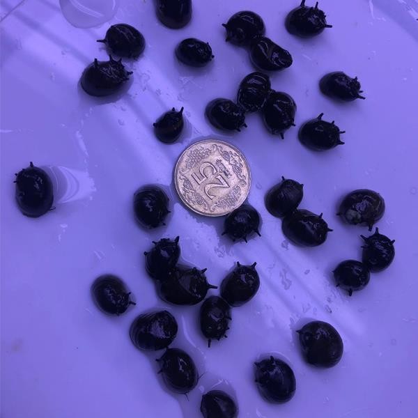 Kahverengi Boynuzlu Nerite Salyangoz 5 Adet Straforlu Gönderim