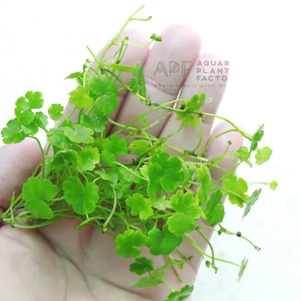 Hydrocotyle Sibthorpioides Saksı Canlı Bitki