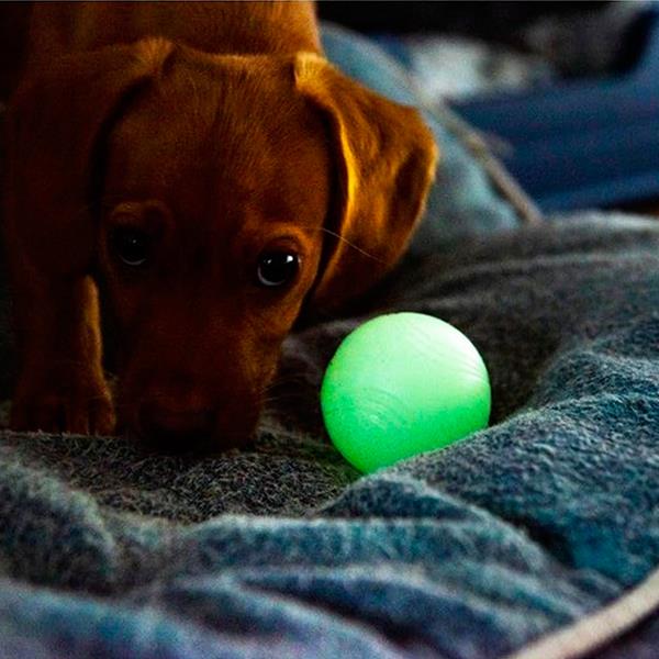 Chuckit Max Glow Gece Parlayan Köpek Oyun Topu Orta Boy