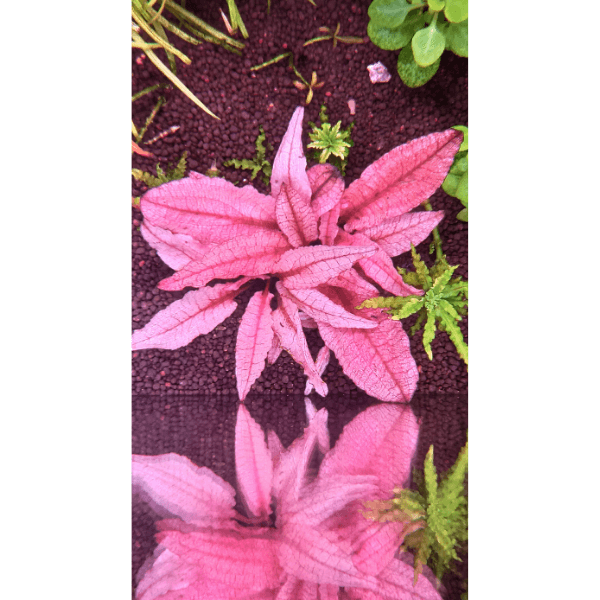 Cryptocoryne Flamingo Saksı Canlı Bitki