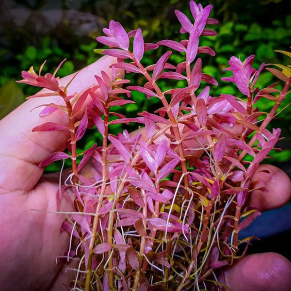 Rotala Fujian In Vitro Canlı Bitki