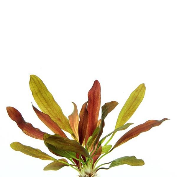 Echinodorus Red Chameleon Saksı Canlı Bitki