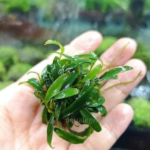 Anubias Glabra Mini In Vitro Canlı Bitki