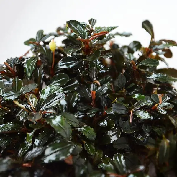 Bucephalandra Kedagang Round Saksı Canlı Bitki