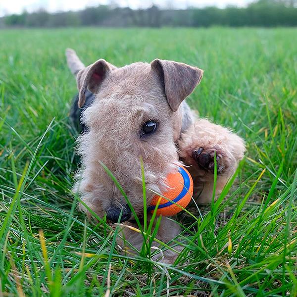 Chuckit Ultra Ball Köpek Oyun Topu Orta Boy 3lü