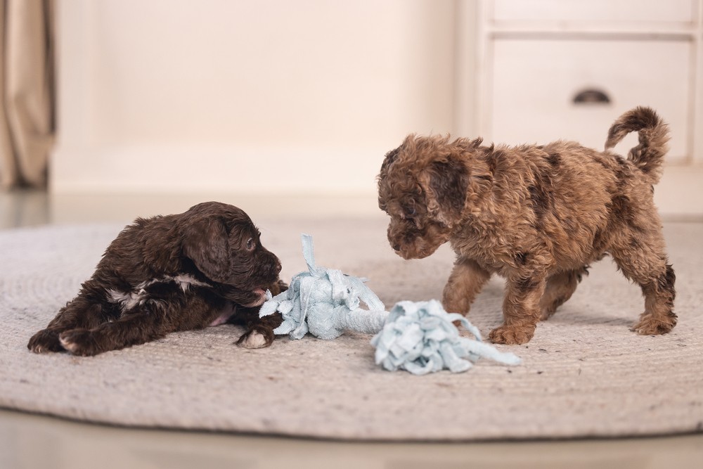Beeztees Yavru Köpek Oyuncağı, Çift Düğümlü Diş İpi, Peluş, Mavi, 20x6x4,5cm