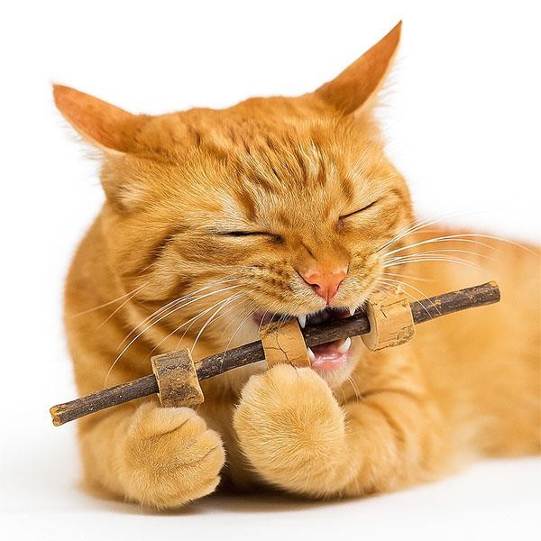 Eastland Halkalı Matatabi Stick Kedi Oyuncağı 2li 12cm 