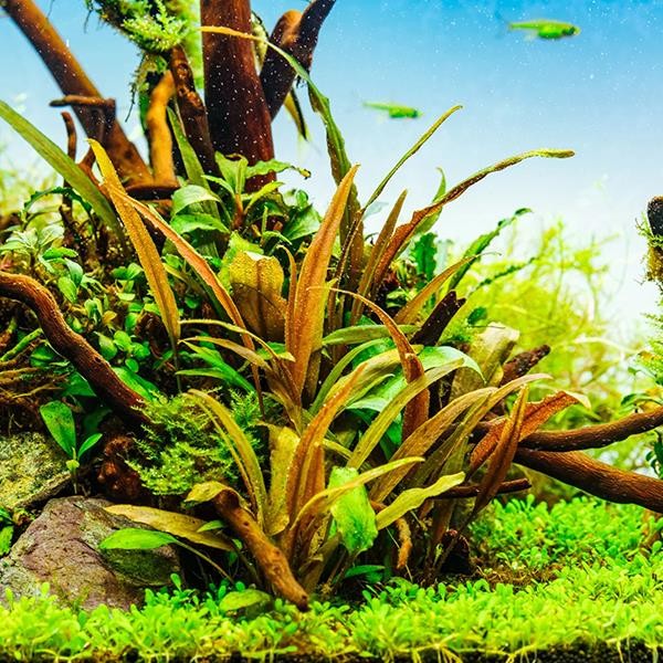 Cryptocoryne Beckettii In Vitro Canlı Bitki