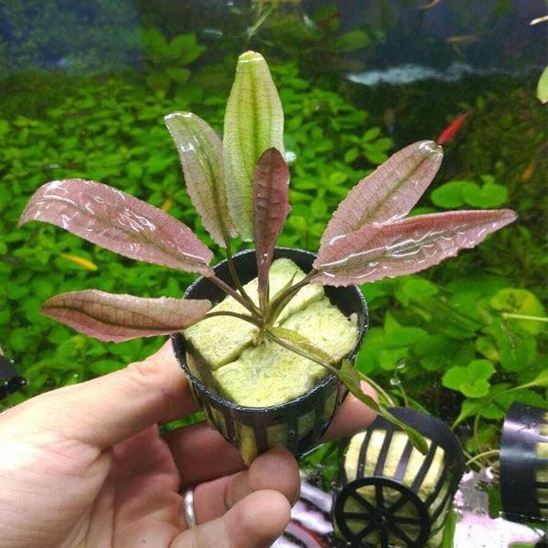 Cryptocoryne Flamingo Saksı Canlı Bitki