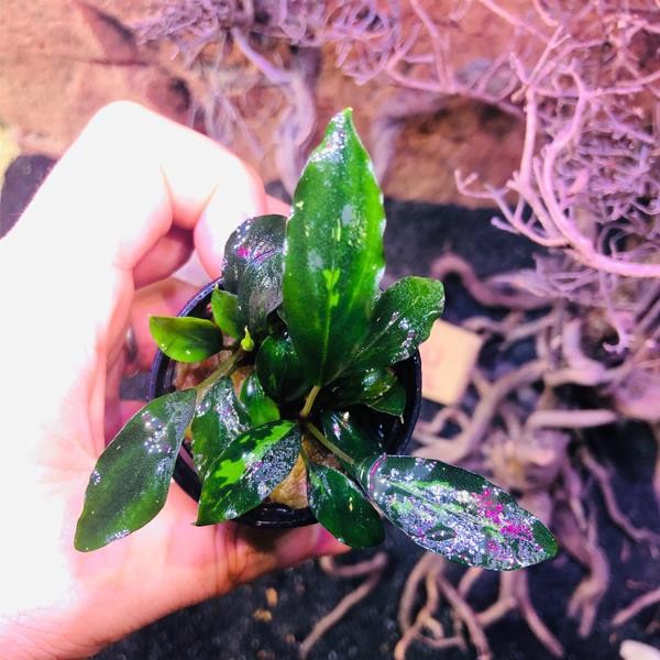 Piptospatha Ridleyi Saksı Canlı Bitki