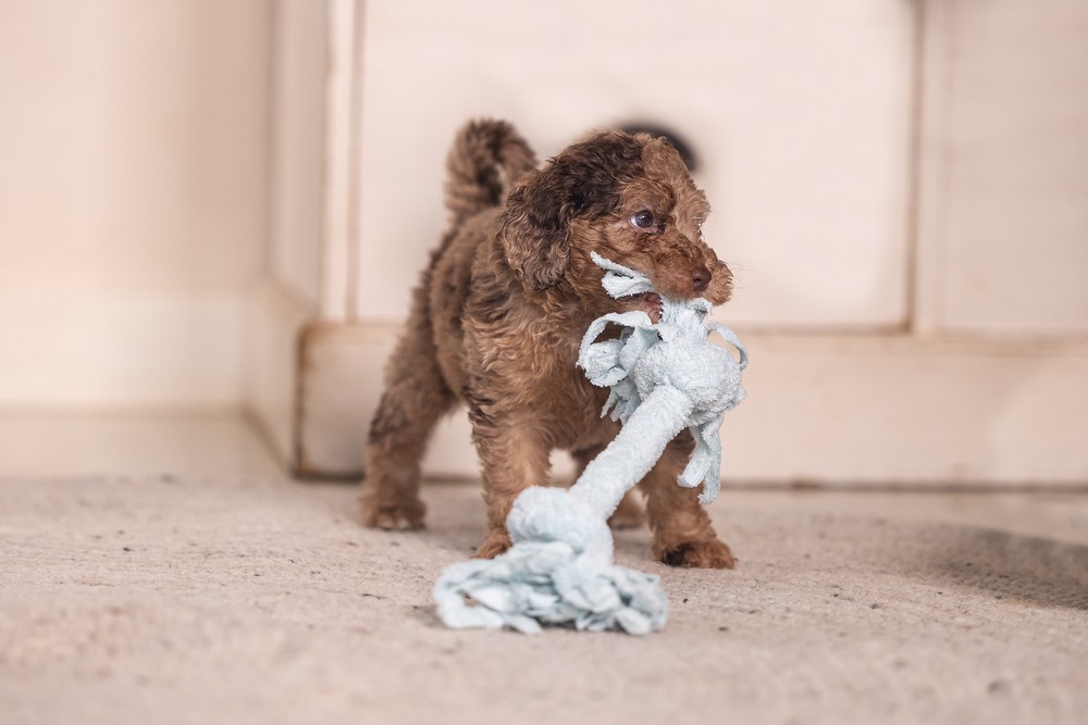 Beeztees Yavru Köpek Oyuncağı, Çift Düğümlü Diş İpi, Peluş, Mavi, 20x6x4,5cm