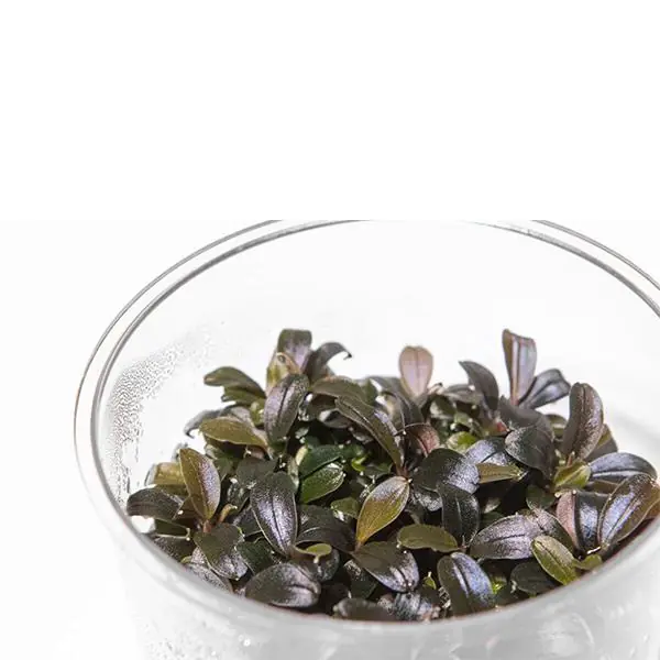 Bucephalandra Kedagang Mini Round In Vitro Cup Canlı Bitki