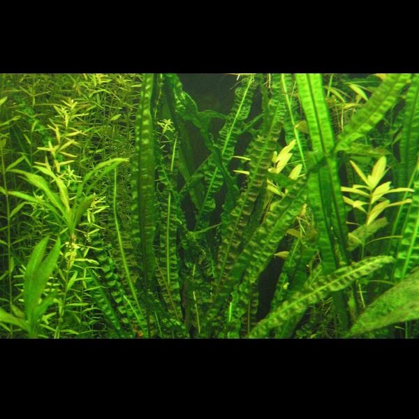 Cryptocoryne Crispatula Saksı Canlı Bitki