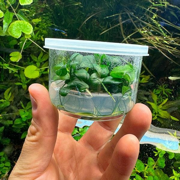 Anubias Nana Petite In Vitro Cup Canlı Bitki