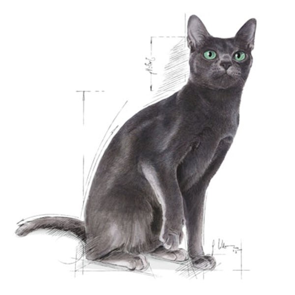 Royal Canin Sterilised 37 Kısırlaştırılmış Kedi Maması 15 Kg