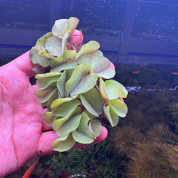 Salvinia Cucullata Su Üstü Canlı Bitki 1 Anaç Porsiyon